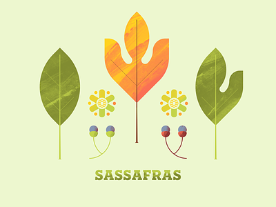 Sassafras fall flora flower illustator illustration illustration art leaf leaves plant plant illustration sassafras seed texture tree trees