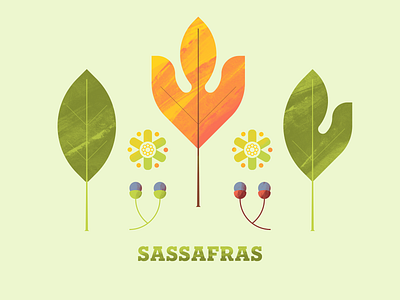 Sassafras