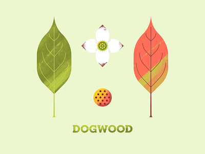 Dogwood dogwood flora flower fruit illustration illustrator leaf leaves photoshop painting seed texture tree trees