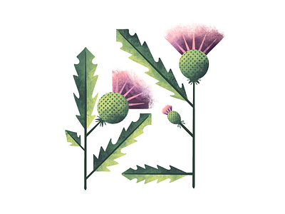 Thistle flora flower illustration illustrator leaves plant illustration procreate texture thistle