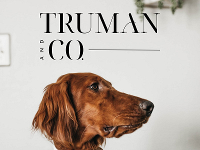 Logo - Truman and Co. brand branding business company design dog food graphic design illustration logo modern premium typography vector