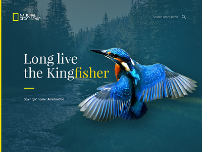 Kingfisher Nat Geo bird geographic kingfisher minimalist national website