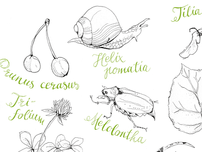 Scientific Illustration for Poem Book