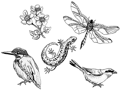 Nature Illustration art artwork birds blackandwhite dragonfly flower handdrawn icons illustration lizard