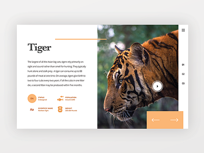 Tiger animals clean colors design flat interface minimal tiger ui uiux ux wildlife