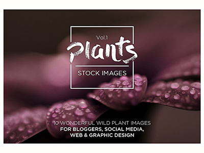 Plants Vol.1 - 10 high ress stock images art colorful creative market design flowers fresh high resolution photography photos plants stock images