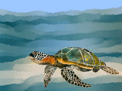 Sea Turtle design graphic design illustration