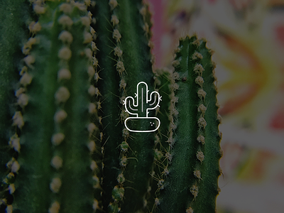 Cactus cactus icon nature plant
