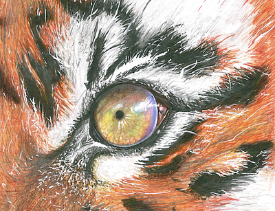 Eye of the tiger animalart artwork coloredpencil design eye eyeofthetiger graphic design illustration pencilartwork pencildrawing tiger tigerart
