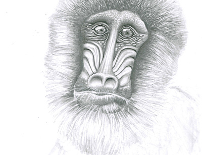 Pensive Mandrill artwrok baboon blackandwhite drawing graphic design graphite graphitedrawing hyperrealart hyperrealistic illustration mandrill monkey pencildrawing