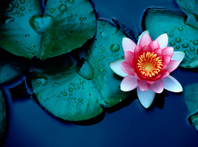 Water lily illustration waterlily