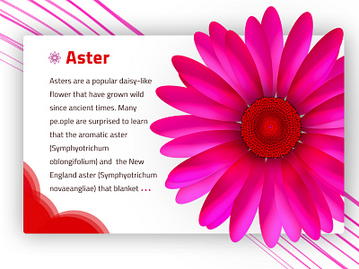 Aster Flower aster clean color design flower pink simple ui web