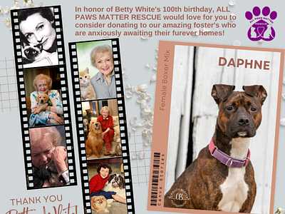 Betty White Fundraiser for APM Rescue animal rescue betty white branding canva illustrator layout design promotional campaign