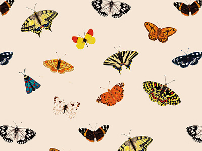 Butterfly illustration butterfly illustration pattern