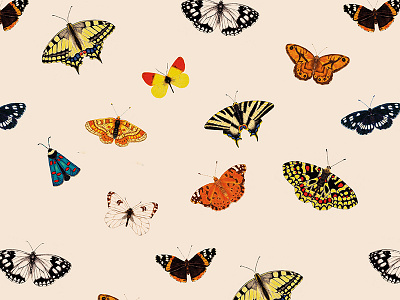 Butterfly illustration