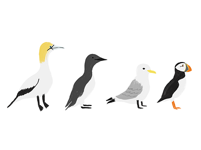 Coastal Birds animals birds coastal birds illustration nature puffin