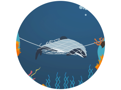 Dolphin caught in gillnet