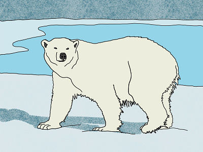 Polar Bear illustration