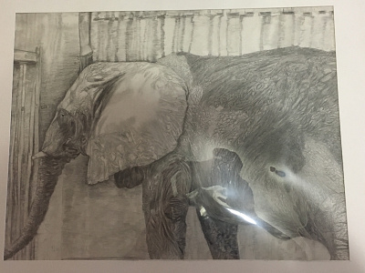 Elephant pencil shading