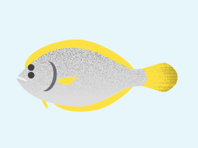 Flounder flounder infographics ocean sealife