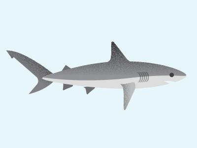 Shark! infographics ocean sealife shark
