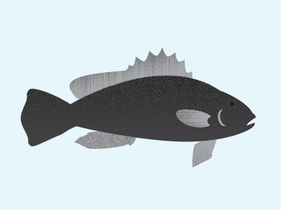 Black Sea Bass blackseabass infographics ocean seabass sealife
