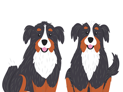 In-Progress Bernese Mountain Dogs