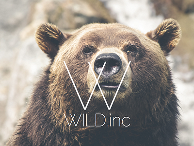 Wild.inc Identity