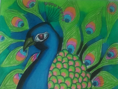 Peacock - The National Bird of India drawing illustration