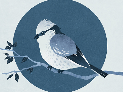 Blue Tit animal art bird digital art illustration illustrator retro