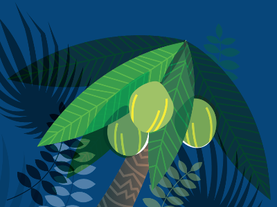 coconuts coconut illustration palm tropical