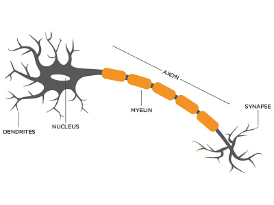 Neuron neuron science