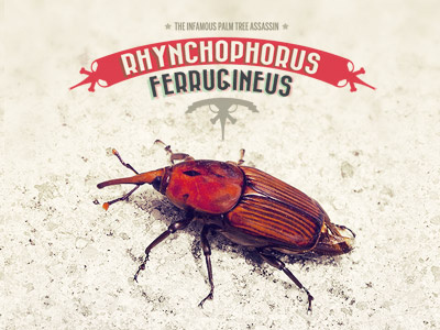Rhynchophorus bettle bug rhynchophorus