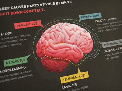 Brain Chart brain diagram illustration info graphic photoshop web