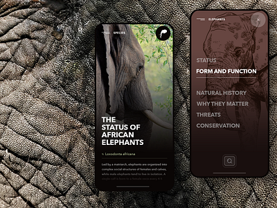 African Wildlife App