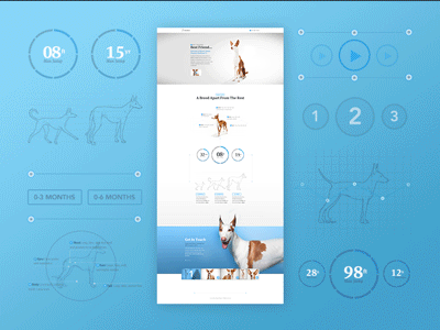 Marketing Experience Challenge - Ibizan Hounds clean dashboard download gif handsome marketing navigation premium ui ux white