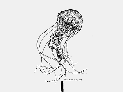 Jelly fish underwater jelly fish sketch