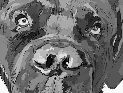 Cane Corso animal animal portrait animals art dog illustration