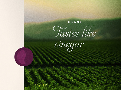 Wine concept blur burgundy design field grain grapes web design wine