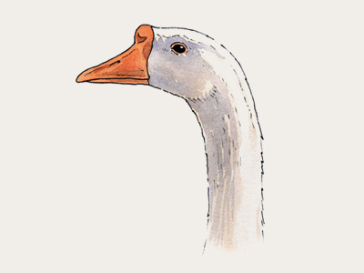Goose head goose illustration portrait watercolor