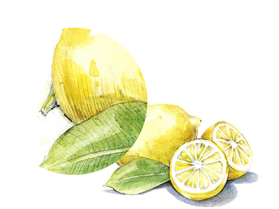 Lemon watercolor illustration