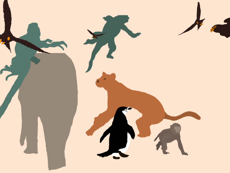 Animals Everywhere animals animation cell eagle gif giraffe iguana lion monkey nature penguin wildlife