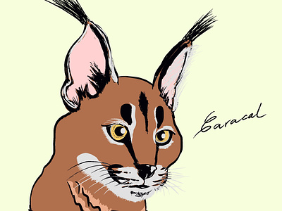 CARACAL WILDCAT ILLUSTRATION caracal wildcat vector animation adobeillustrator design digitalart illustration