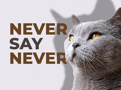 Never say never (Inspiration post) cat design graphic design inspiration instagram never never say never say