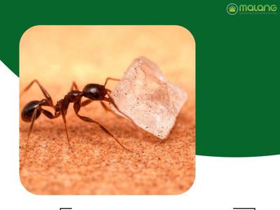 Finding Kill Sugar Ants In Kitchen Irvine By Malang Pest Control On   Kill Sugar Ants In Kitchen Irvine 1x 