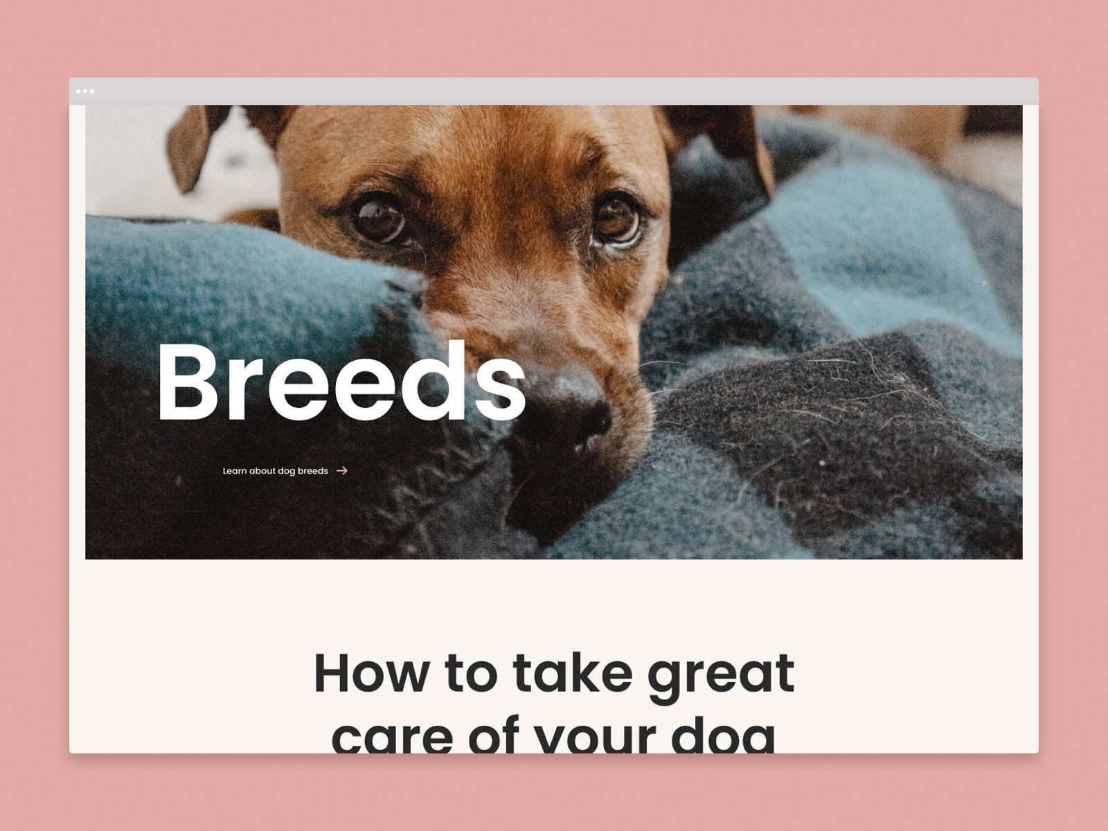 Dog website animal clean dog dog website dogs minimal pet pets web design website