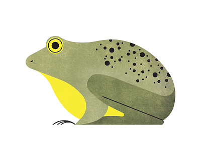 128 amphibian animal frog