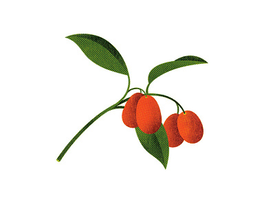 133 citrus kumquat