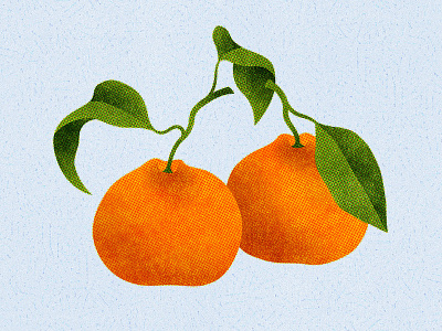 144 citrus oranges satsuma oranges