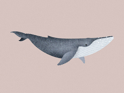 145 humpback whale illustration marine life whale